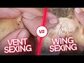 Characteristics and Observations of Roosters