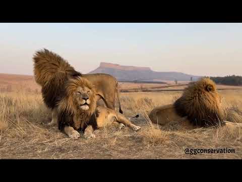 Sitting on my bro’s head 🦁