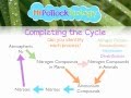 Understanding the Nitrogen Cycle