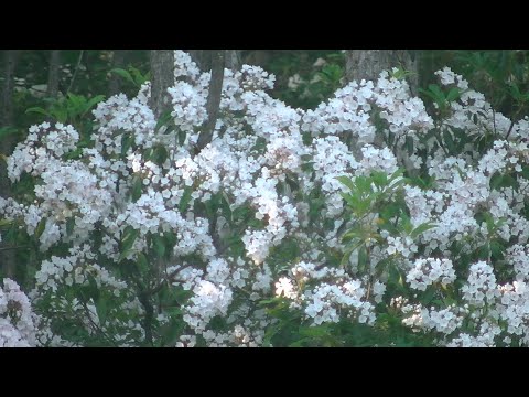 Mountain Laurel Bloom 2025 - Pennsylvania