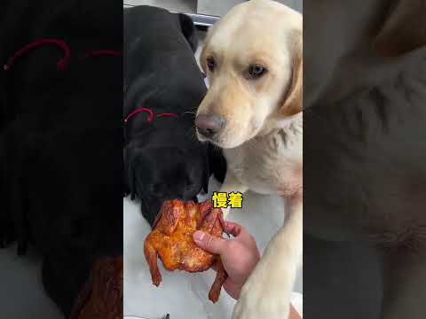 Dog: Are you sick? Give me the real deal?fast growth plan