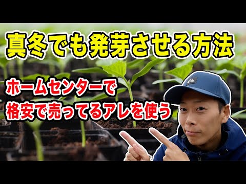 真冬の苗作り　ホームセンターで格安で売ってるアレで簡単に発芽させる方法