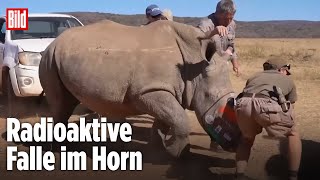 So tricksen Forscher Nashorn-Jäger aus