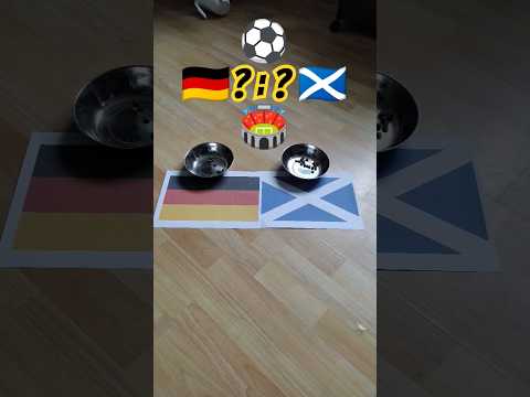 Cat predicting em soccer match Germany vs. Scotland