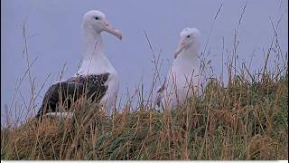 Royal Albatross ~ Āwheo Has A Meet & Greet With Miss North Plateau Chick! Vigorous Gardening 8.10.26