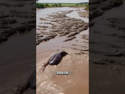 Akibat kuda nil dan anaknya nekat menerobos lautan pasukan buaya