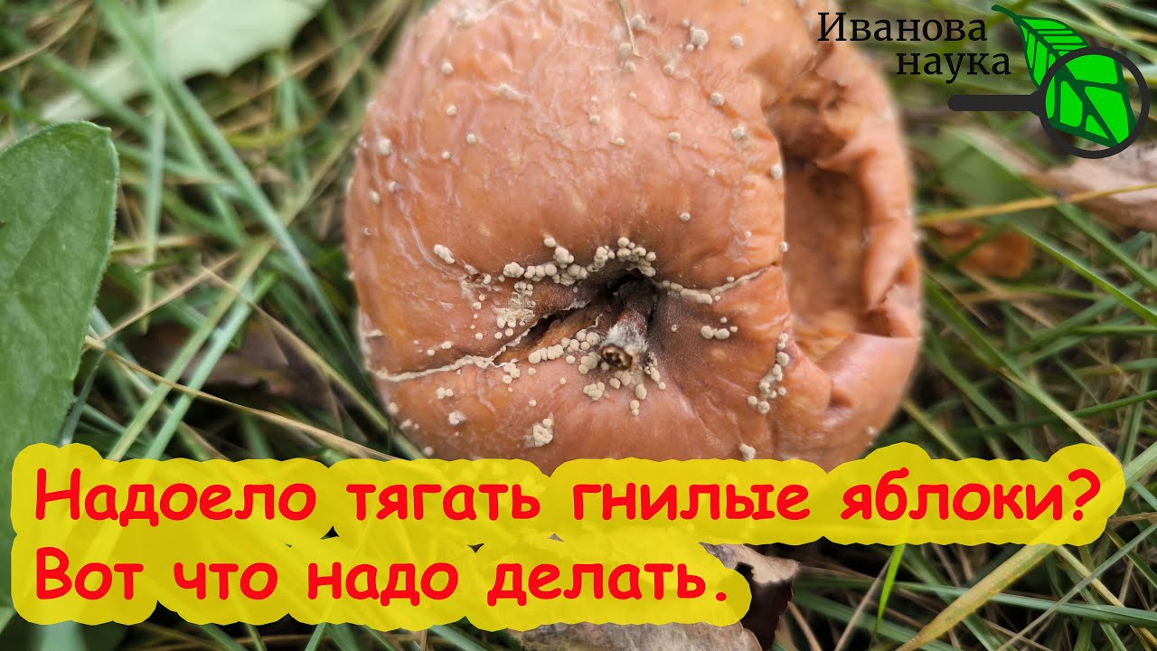 Яблоки гниют прямо на ветках! Хватит таскать гнилые яблоки за забор! Плодовая гниль - как вылечить.