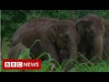 Sumatran Elephants and the Lhosa Rainforest