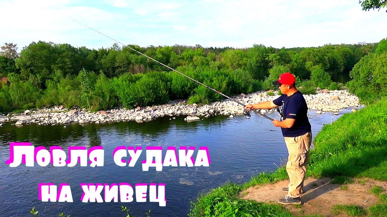 Ловля судака на живца матчевой удочкой