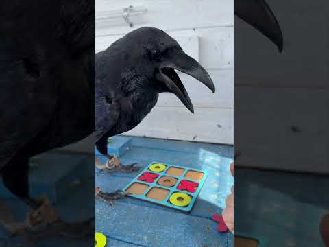 #animal #crow #raven #birds #воронгоша #nature