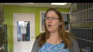 Ban Bull Riding Petition in Halifax Nova Scotia - CTV News Story 2018 03 07 09