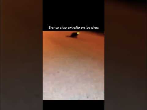 Una Extraña Presencia Cerca Mío #shorts #memes #funny #humor #funnyanimals #funnyshorts