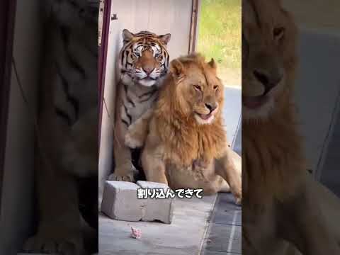 甘えん坊のライオン🦁