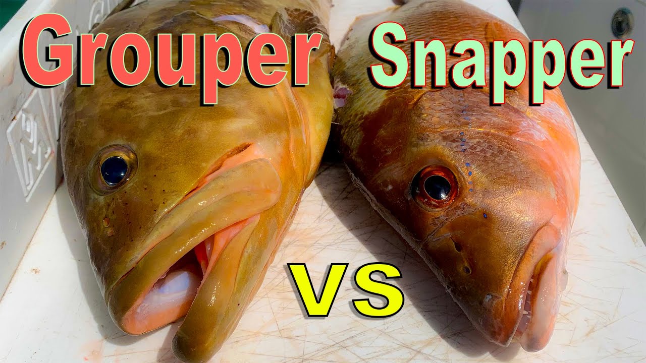 Snapper vs Grouper Catch Clean Cook Cooking on remote Island beach