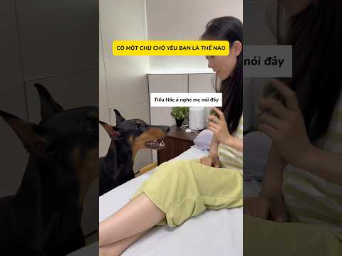Có một chú chó yêu chủ là như thế nào #viral #viralreels #viralshorts #viralvideo