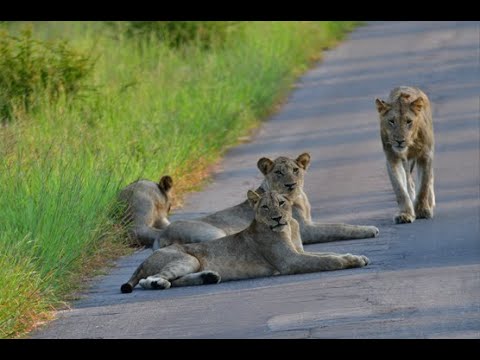 Pride of Lion with young males - Kruger Tablets in Kruger National Park 31 Jan 2025 @pksafaris