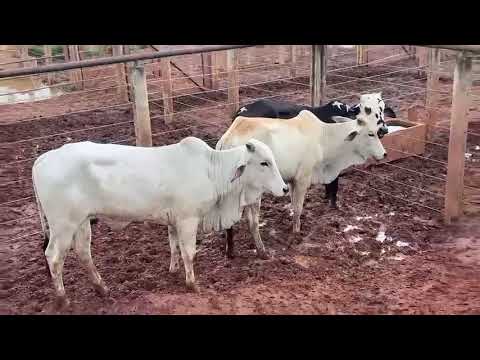LOTE 04