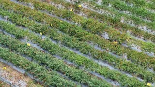 Discovering chili industry in China's Zunyi