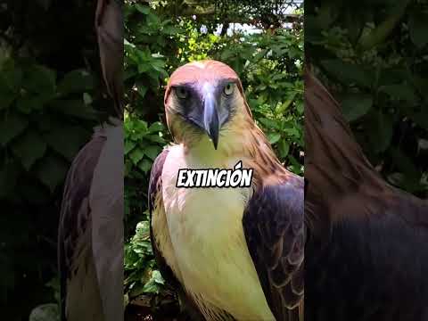 ¿Conoces estas aves rarísimas del mundo animal? #animals