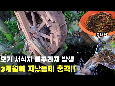 모기 서식지에 미꾸라지 방생 후 3개월이 지났습니다