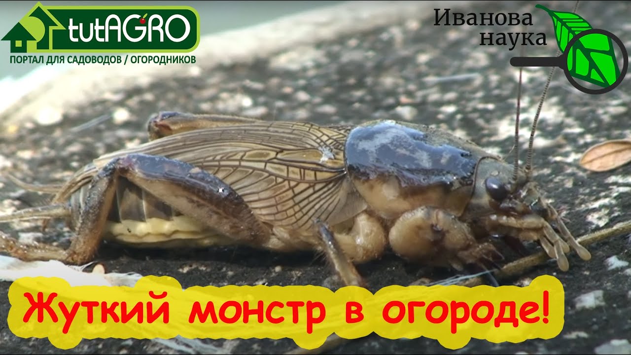 Медведка - монстр мира насекомых. Страшные крики по ночам и испорченный урожай. Как ее уничтожить.