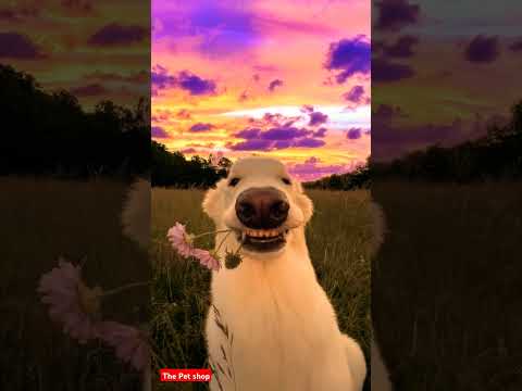 Beautiful place peace of mind Happy Dog cheering up | Cute Face | Funny Face | #shortsfeed #shorts