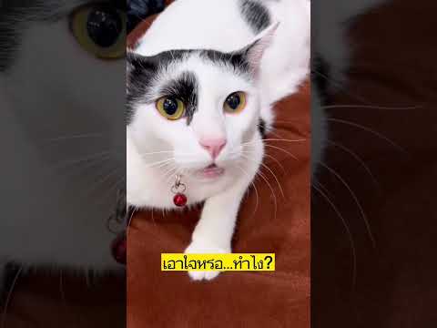 แผนเอาใจแม่ ขั้นสุดยอด🤣🤣🤣#ทาสแมว #ป๊อบคอร์นแมวเถียงเก่ง #แมว ตลก #cat #แมวดื้อ #shorts