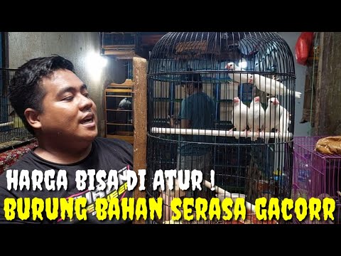 POKOKE HARGA BISA DI ATUR ! BURUNG BAHAN RASA GACOR TP HARGA BAHAN MAS BRO