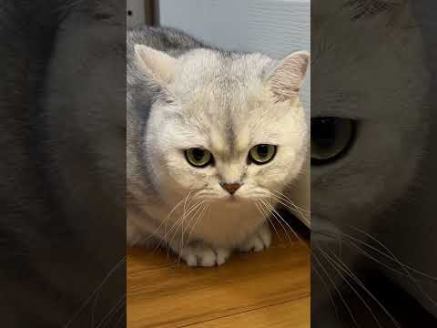Bug on the cat #cat #cats