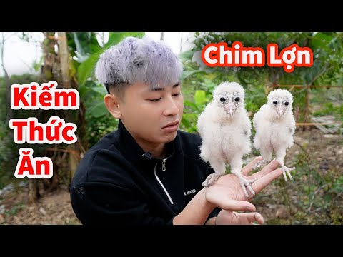 Hậu Cáo - Kiếm Thức Ăn Cho Chim Cú Lợn Và Toàn Bộ Thứ Cưng