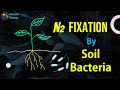 Nitrogen Cycle Processes and Bacteria