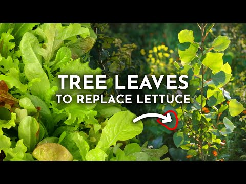 Grow Edible Tree Leaves Instead of Lettuce & Spinach!