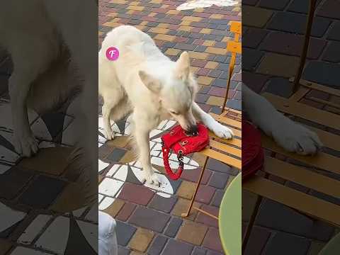 Dog save live of a little puppy ❤️ #kindness #shorts