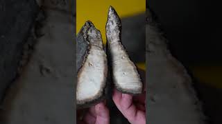 Le caoutchouc était autrefois inutile… Découvrez pourquoi tout a changé !