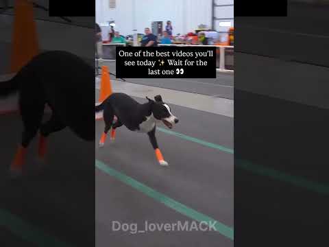 He’s racing not to win the prize, but to prove that resilience has no limits. #dogsofinstagram