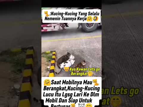 KUCING PENURUT!!! SELALU NEMENIN TUANNYA SAAT BEKERJA #viralvideo