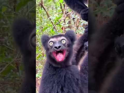 Amazing sounds of animals