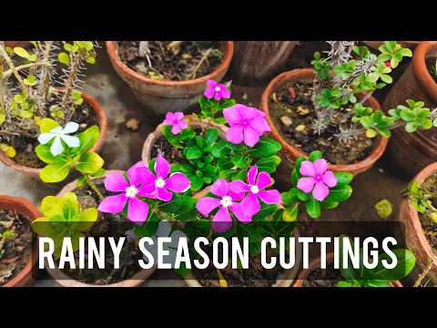 Want a Lush Green Garden? Start with These Rainy Season Cuttings!