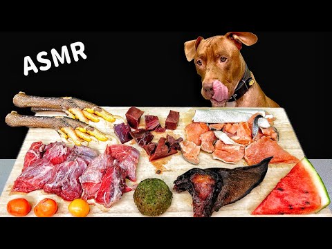 BEST ASMR MUKBANG PITBULL EATING RAW FOODS