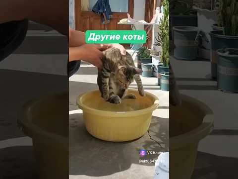 Мой кот😾 #недовольныйкот #мойлюбимыйкот #бонифацийкот #ржаладослёз