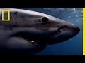 Great White Sharks: Understanding the Apex Predator