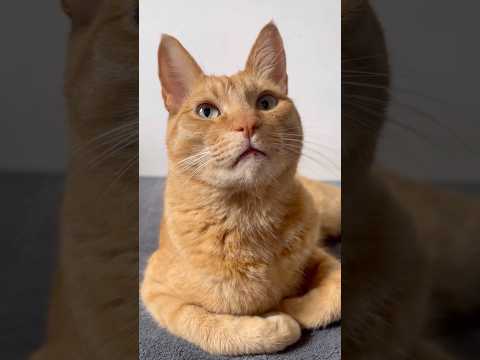É TÃO LINDO - BALÃO MÁGICO VERSÃO GATOS