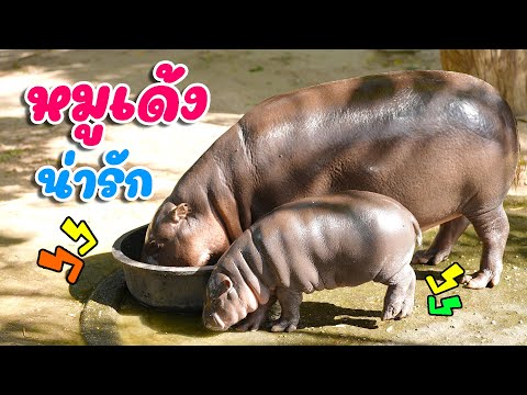 หมูเด้ง ฮิปโปแคระ - Moo Deng สวนสัตว์เปิดเขาเขียว By KidsMeSong