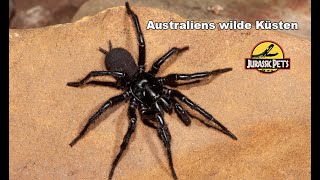 Australiens wilde Küsten & die einzigartige Tierwelt | Doku