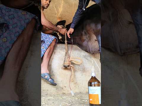 quickest way to infuse intravenous infusion in jugular veins in cattle