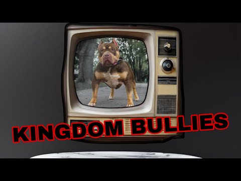 Kingdom Bully Kennels/ This is us #xlbully #dogbreed