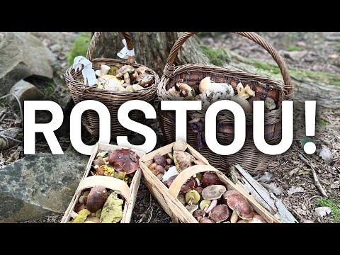 Rostou houby? ROSTOU! 🍄😱