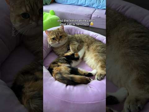 this is your sign to get your cat a kitten 😩❤️ #cat
