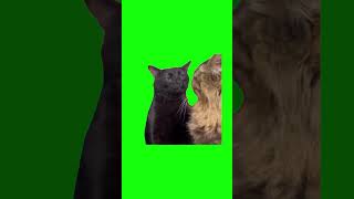 Tired cat meme (green screen)