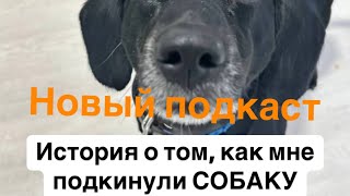 Подкинули собаку под дверь блогеру.